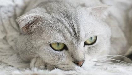 【独家】主持人在中午时分遭遇热点事件勾魂摄魄,17c全网炸锅,详情围观